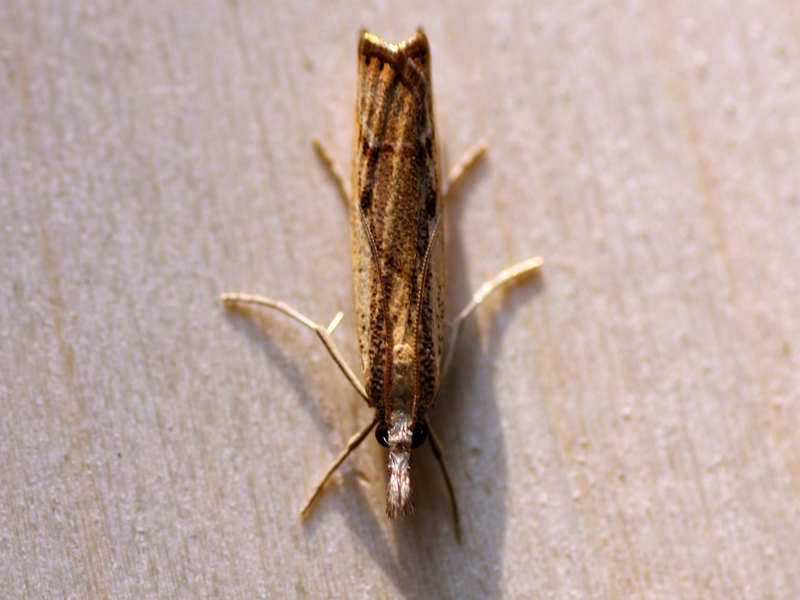 Agriphila tolli  conferma. Agriphila cfr. geniculea, Crambidae